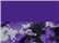 Purple/ Purple