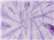 Spider Lavender