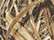Mossy Oak Shadow Grass Blades