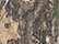 Realtree Edge