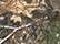 Realtree Edge
