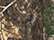 Realtree Edge