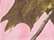 Pink Realtree AP